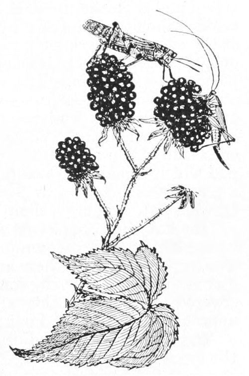 Grasshoppers