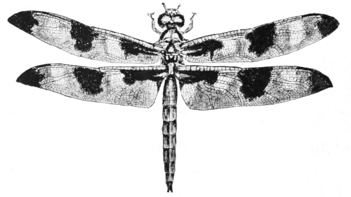 Ten-spot