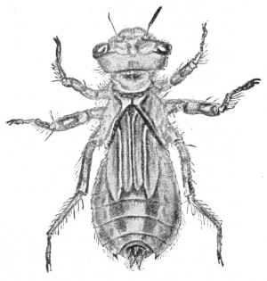 Same nymph