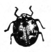 Ladybird beetle
