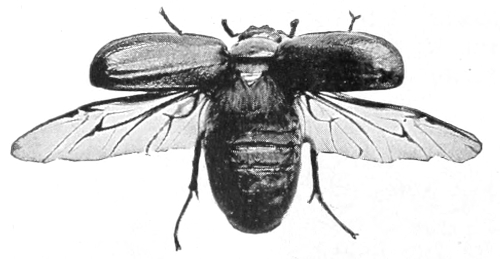 Maybeetle