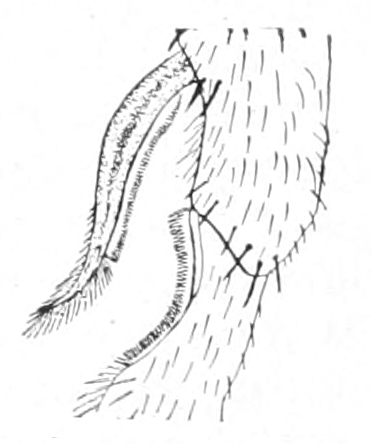 Antenna-comb