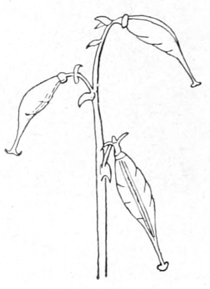 Seed capsule