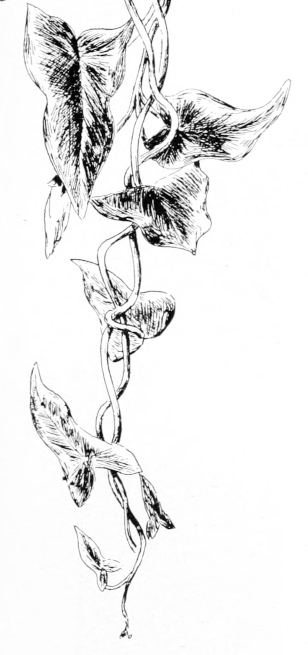 Hedge bindweed