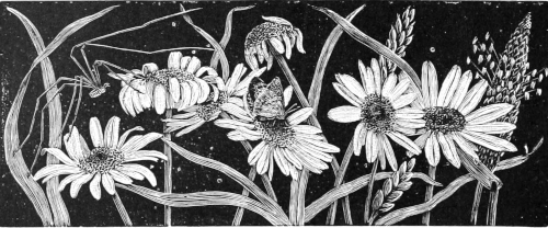 Daisies