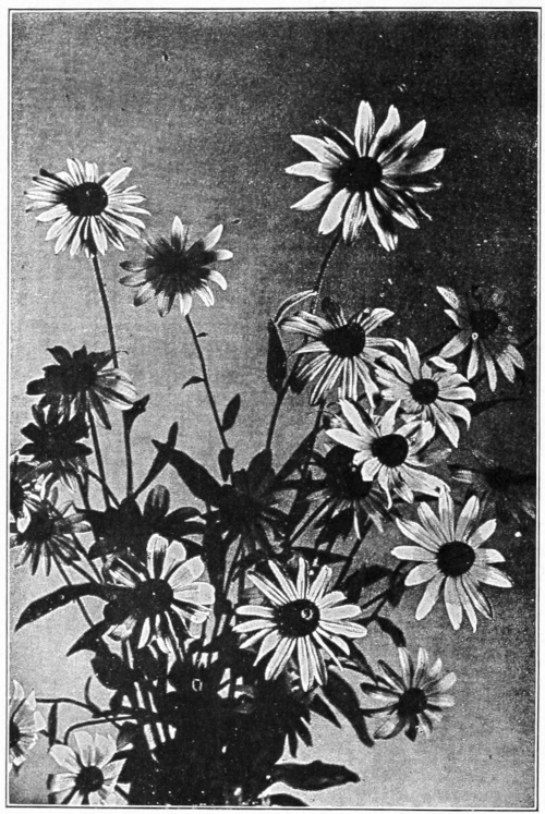 Black-eyed Susans