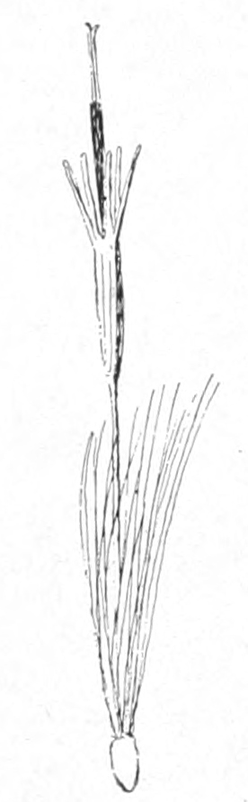 Thistle floret