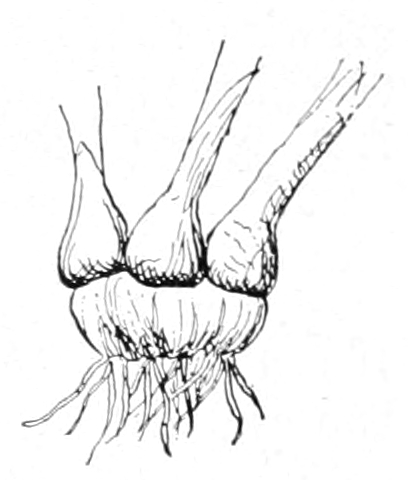Corcus corms