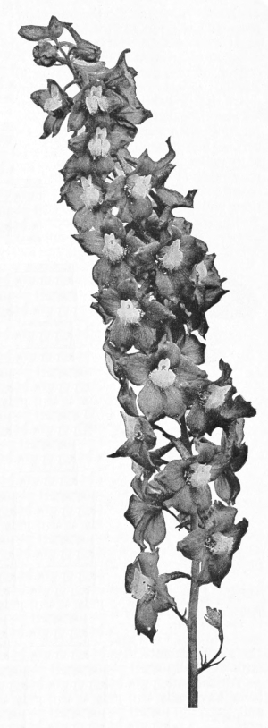 Larkspur