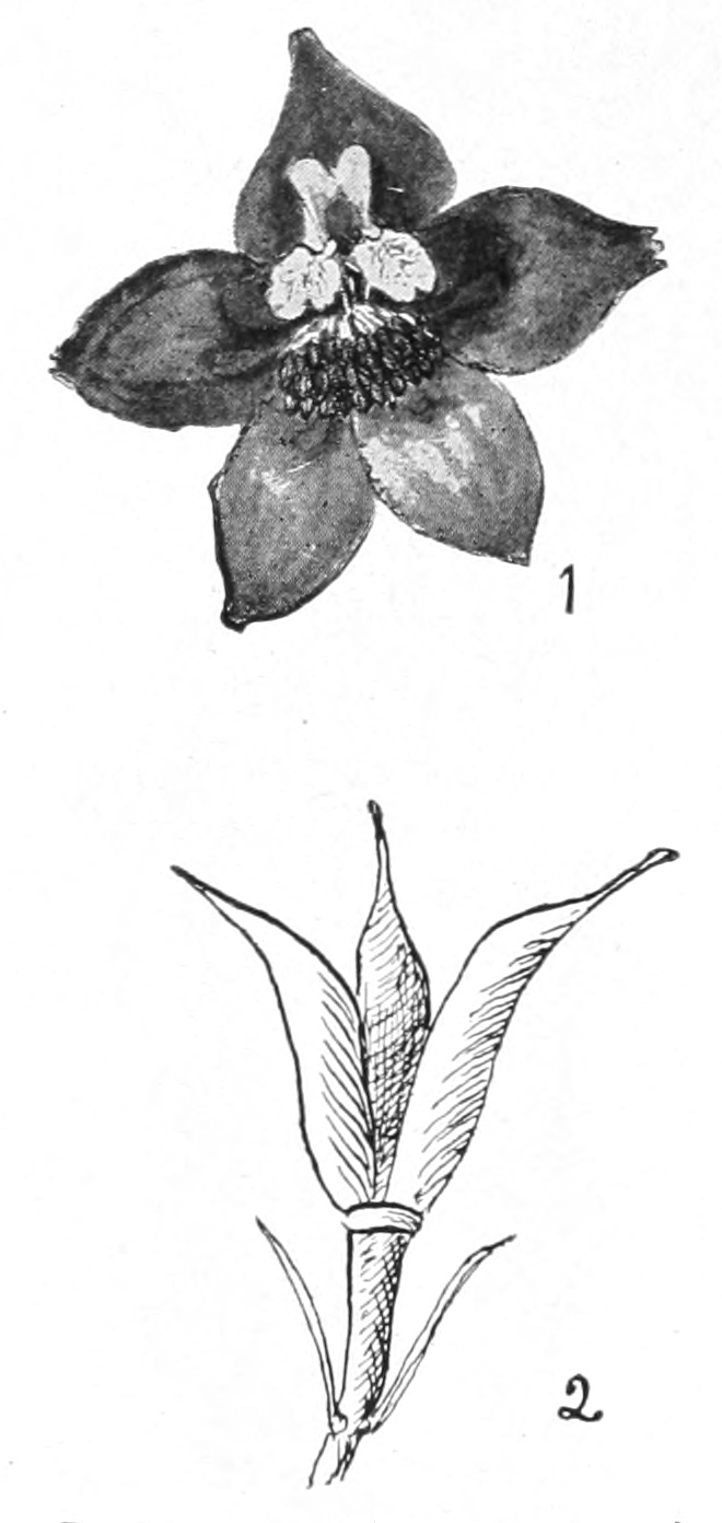 Larkspur drawings