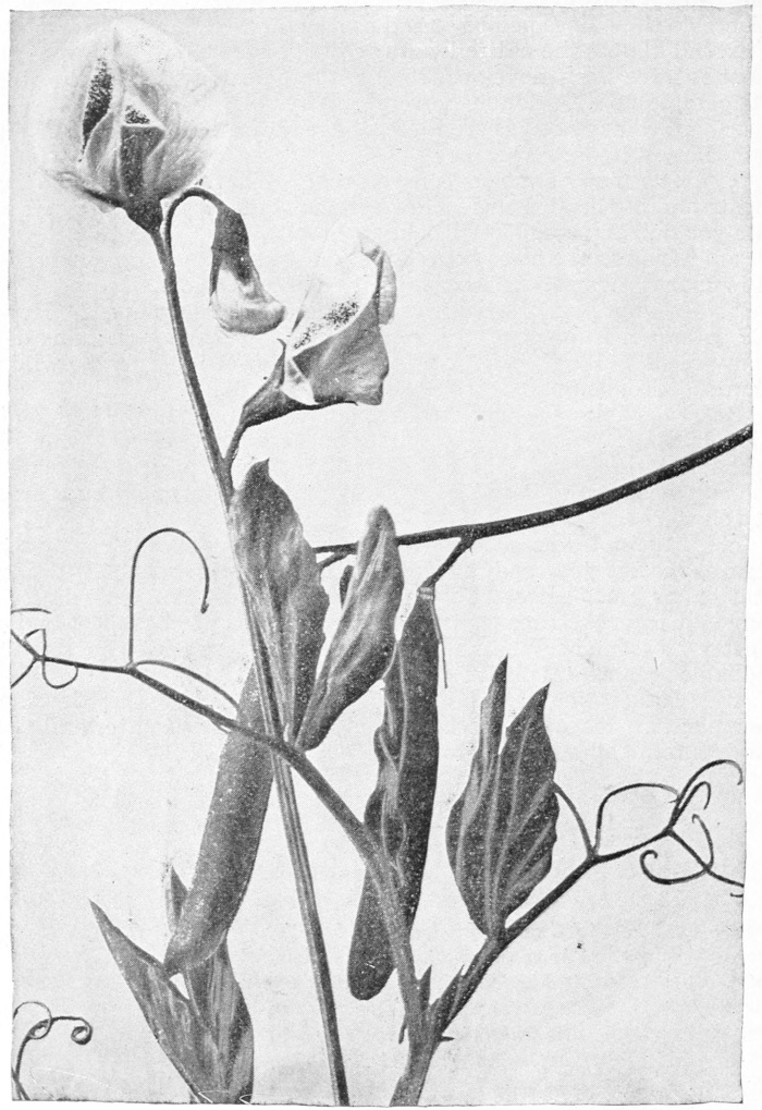 Sweet Peas