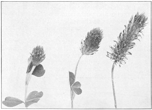 Crimson clover