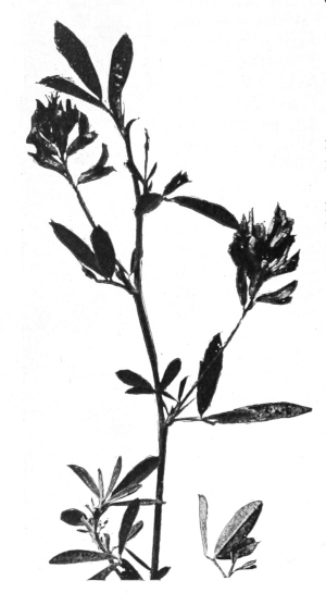 Alfalfa