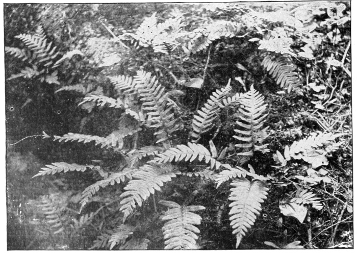 Polypody
