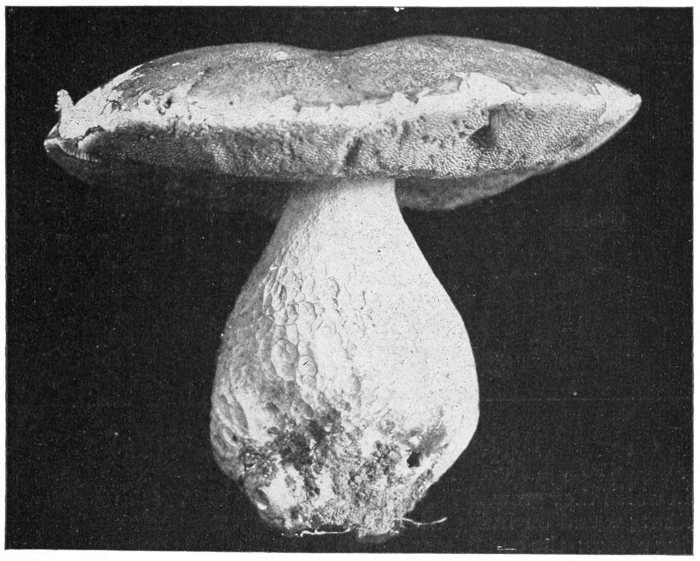 Edible Boletus
