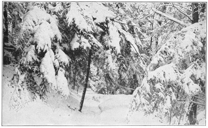 Trees in winter