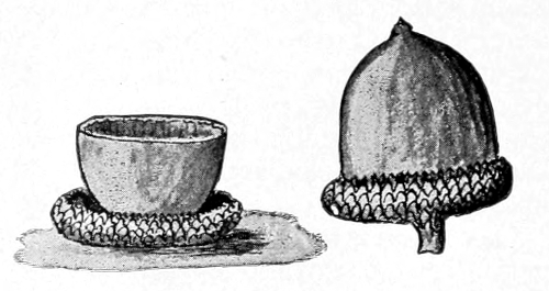 Red oak acorns
