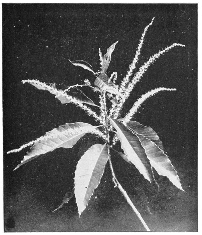 Chestnut blossoms