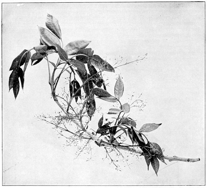 White ash blossoms