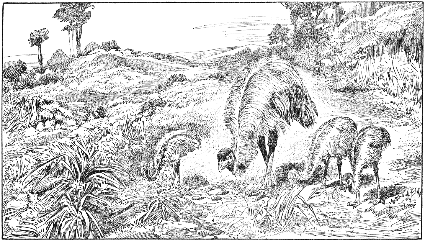 Emu met jongen.
