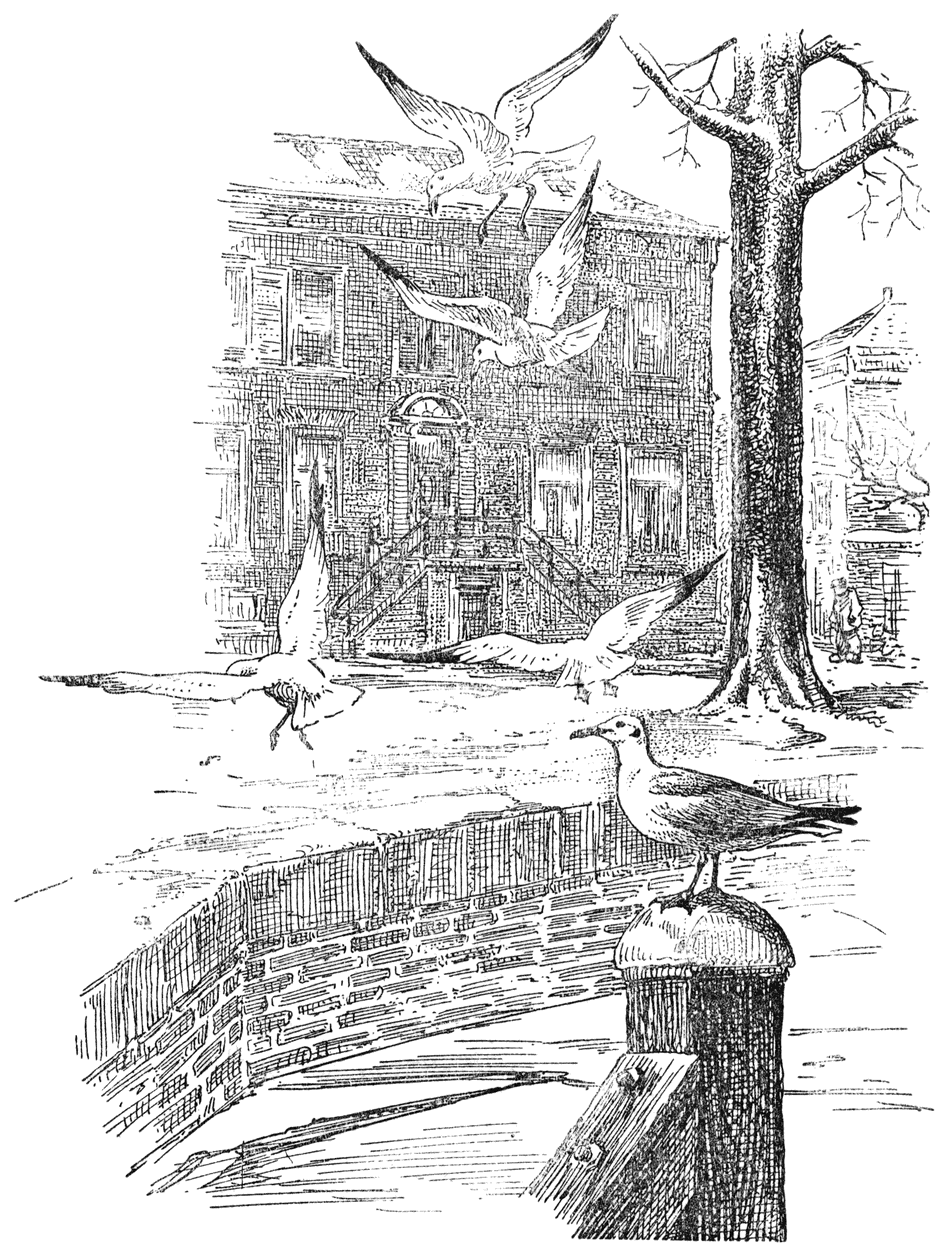 Kokmeeuwen (Larus ridibundus) in stadsgracht.