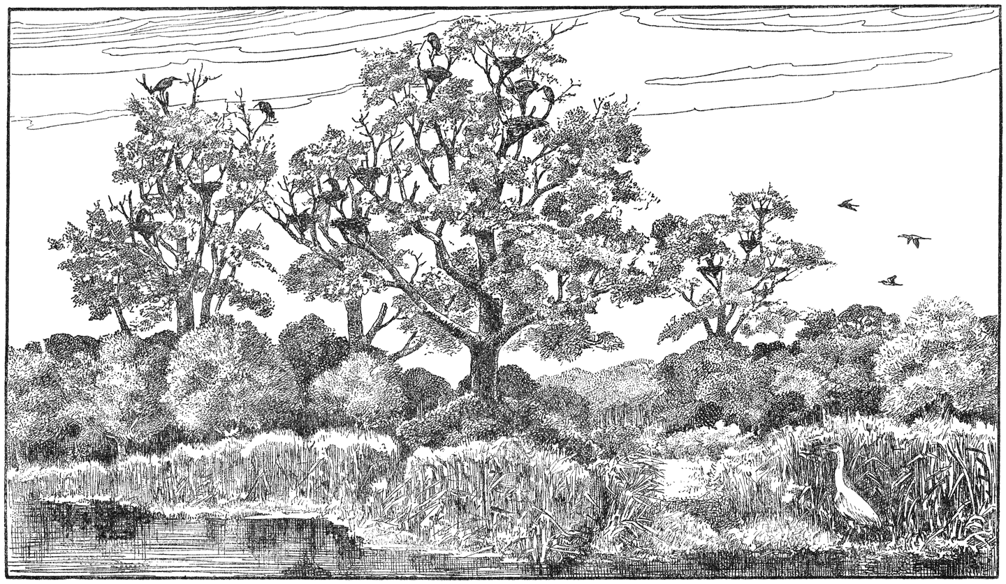 Reigerkolonie.