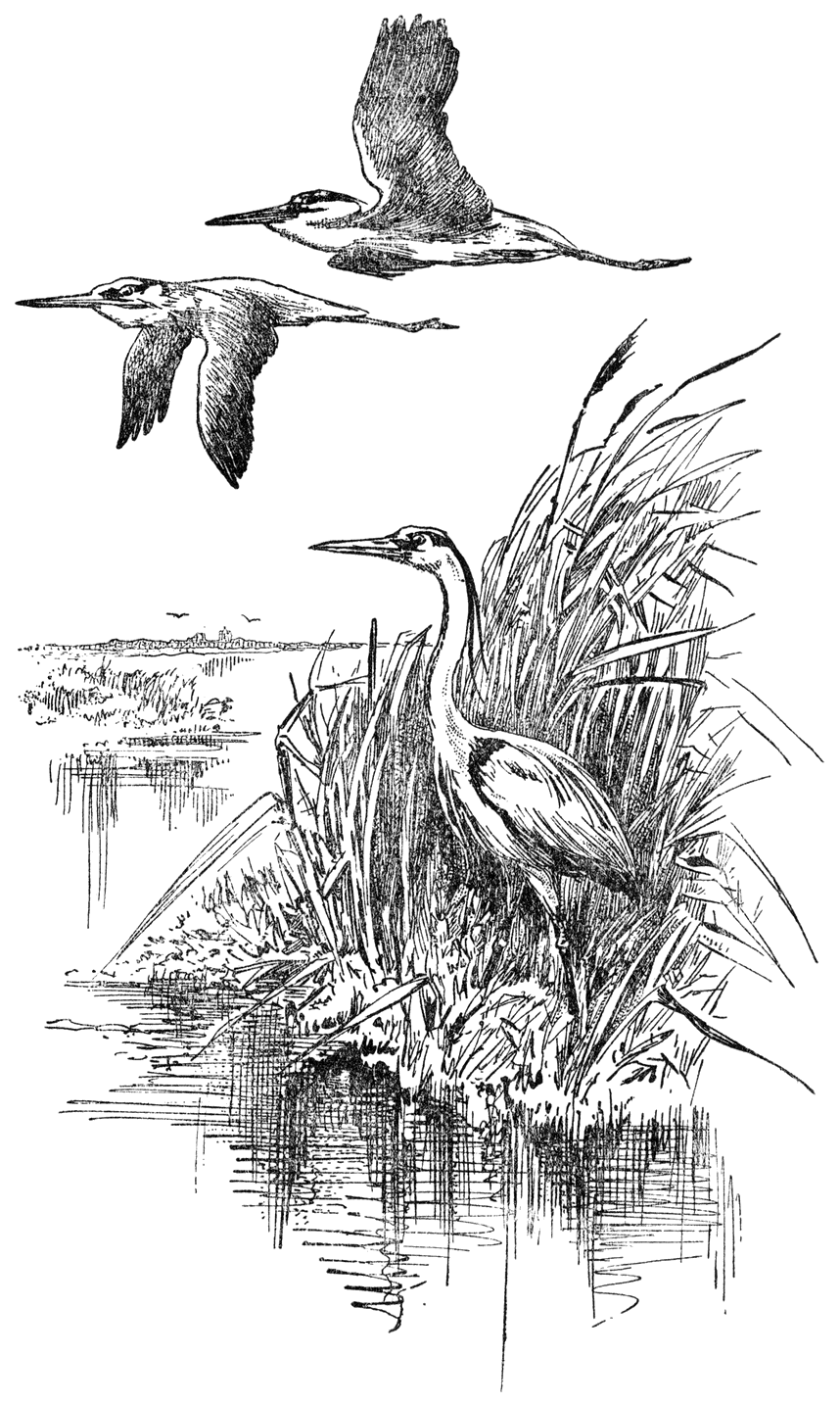 Reigers.