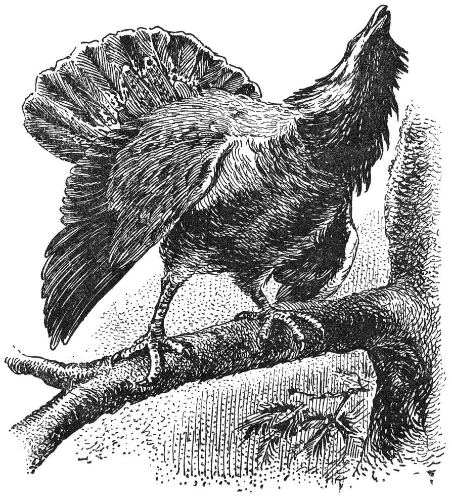 Auerhaan (Tetrao urogallus).