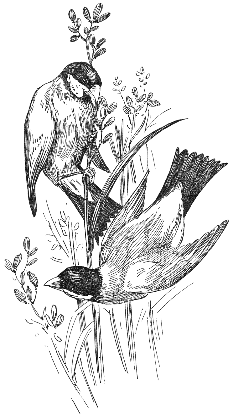 Rijstvogels.