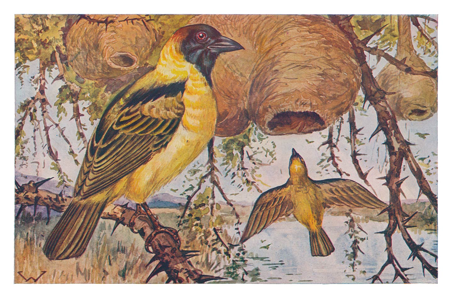 WEVERVOGEL.