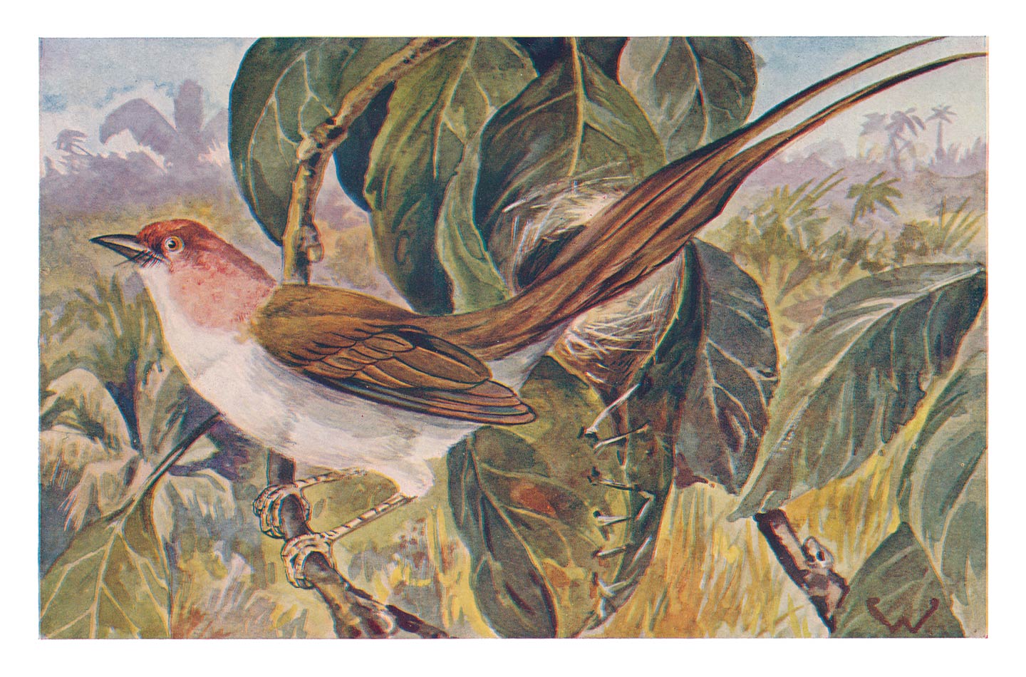 SNIJDERVOGEL.