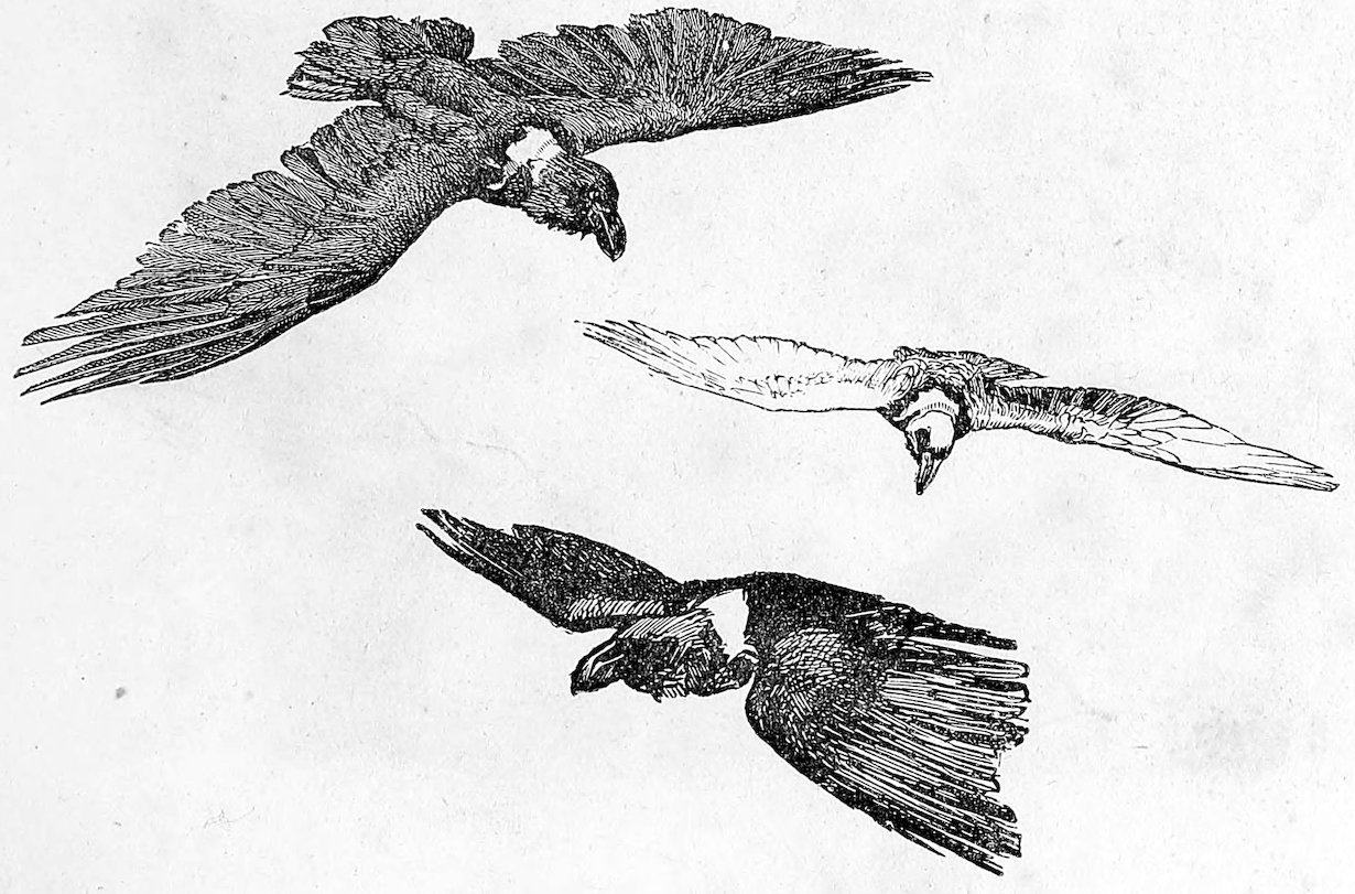 An illustration of three condors in flight against a plain, light-colored background. The birds are rendered in a detailed, vintage pen-and-ink sketching style with heavy cross-hatching. They are positioned at different angles: one at the top left soaring downward, one in the middle glidng toward the viewer, and one at the bottom banked to the side, showing the distinctive white patches on their wings and necks.
