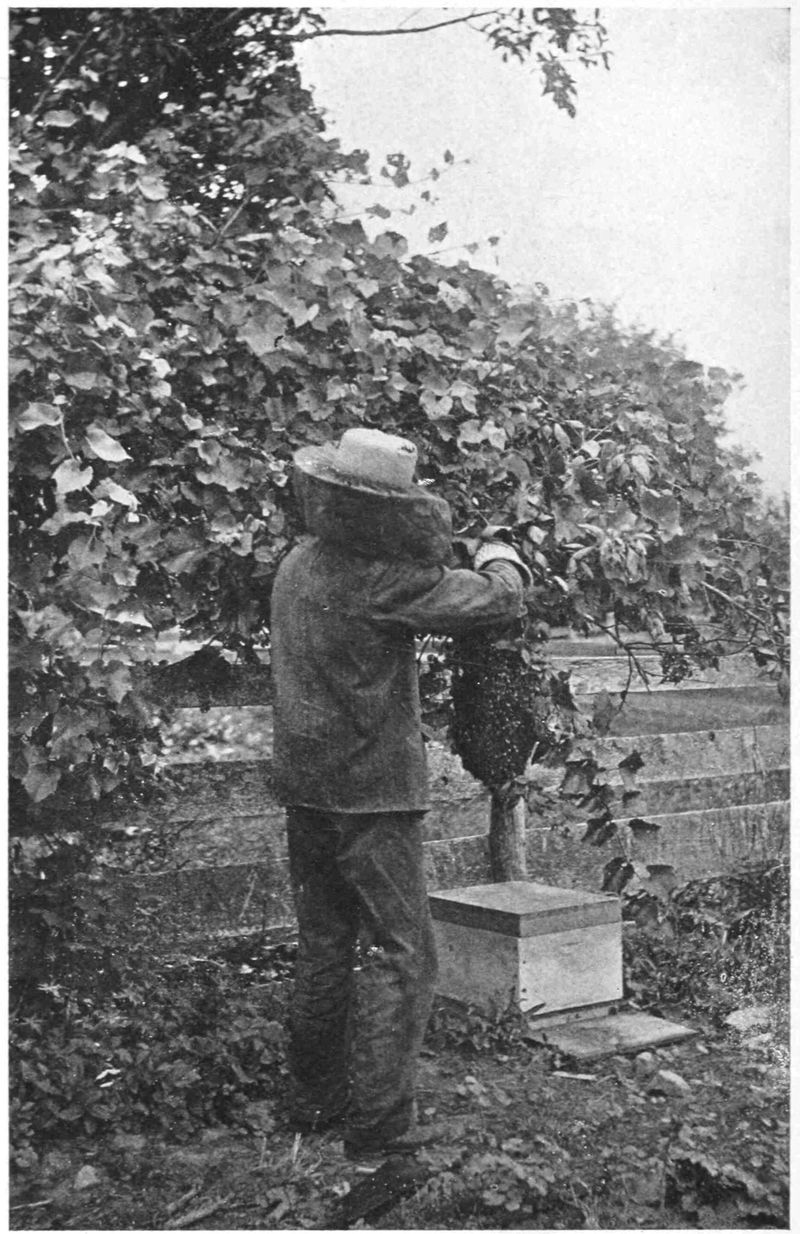 A person stands under a tree branch. They are in a full suit with hat and veil. They are reaching up to cut a branch on which bees are swarming. An open bee hive is on the ground nearby.