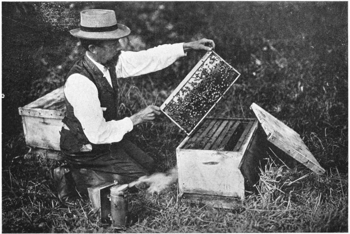 A man in a white shirt, vest and straw hat is kneeling on the grass next to an open beehive. He is holding one frame aloft, it is covered in bees.