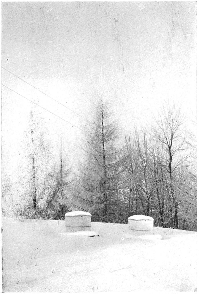 Two beehives sit on a hillside covered in snow. There are leafless trees behind them.