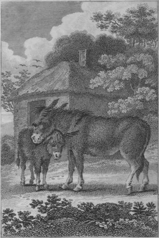 Donkey ‘cuddling’ young donkey under her neck.