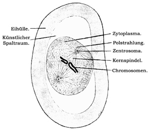 Fig. 11.