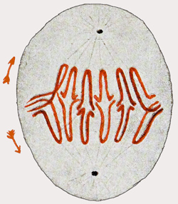 Fig. 13.