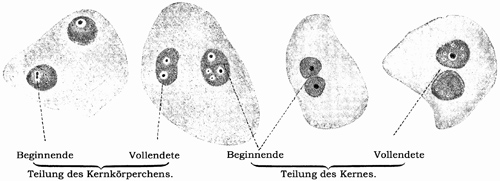Fig. 17.