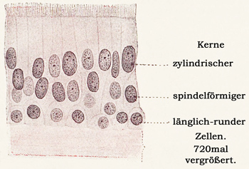 Fig. 25.