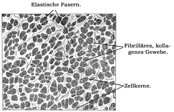 Fig. 53.