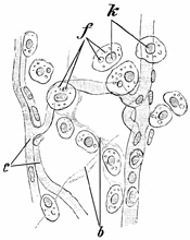 Fig. 56.