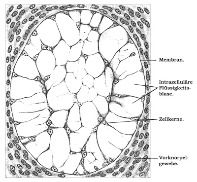 Fig. 58.