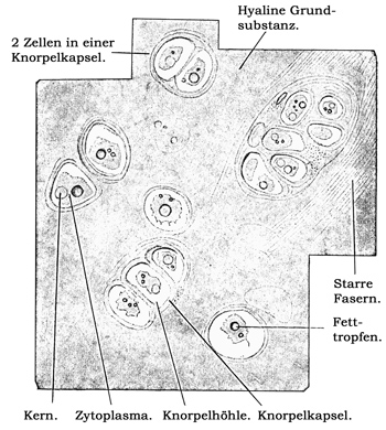 Fig. 61.