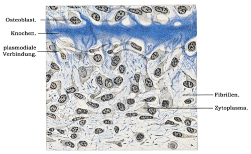 Fig. 64.
