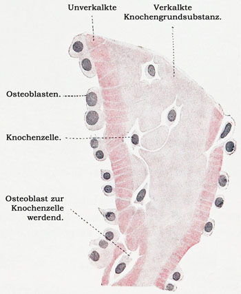 Fig. 65.