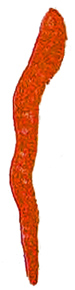 Fig. 72.