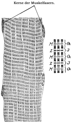 Fig. 81.