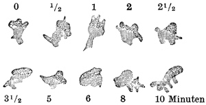 Fig. 100.