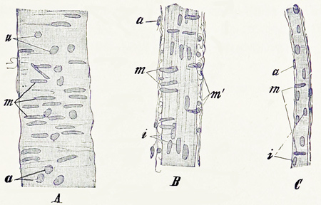 Fig. 104.